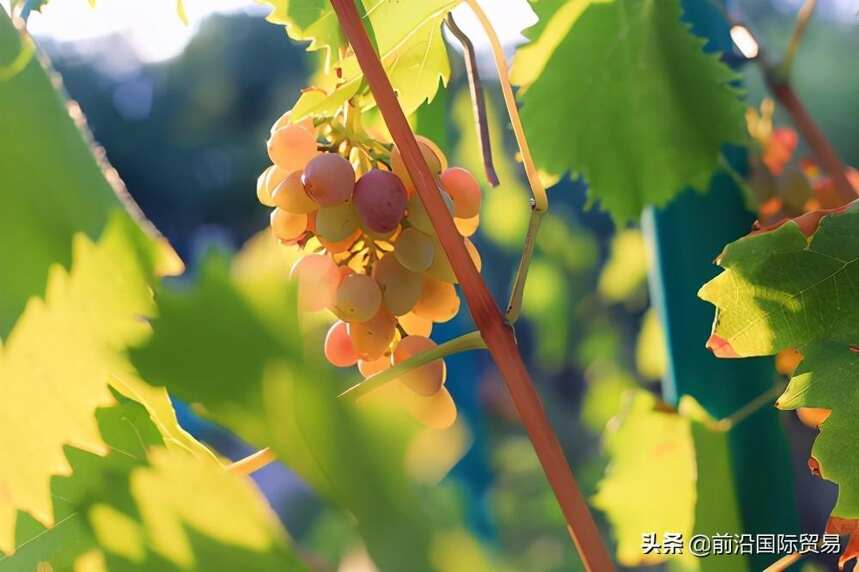 法兰娜葡萄酒，科普最常见的100种葡萄酒佳酿之法兰娜葡萄酒