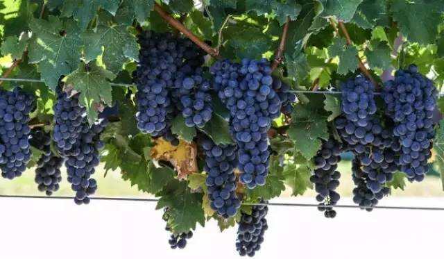 各种葡萄品种那个地方的酒最好，你都知道吗？