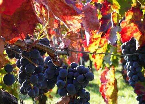 意大利六大本土红葡萄品种，你认识几个？