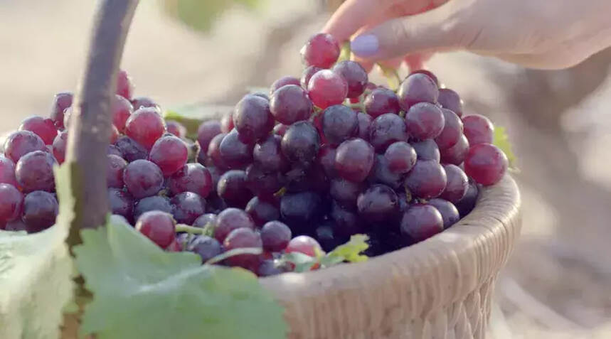 我们吃的葡萄和酿酒葡萄有何区别？