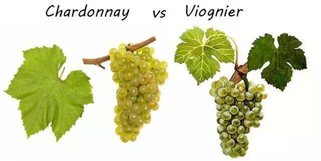 2 分钟看懂霞多丽和维欧尼白葡萄酒的区别