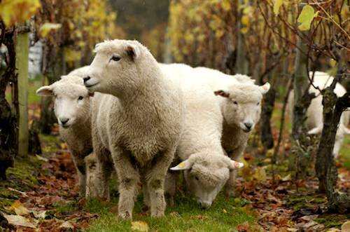 羊儿们爱啃葡萄怎么办？当然是选择毒它啦！