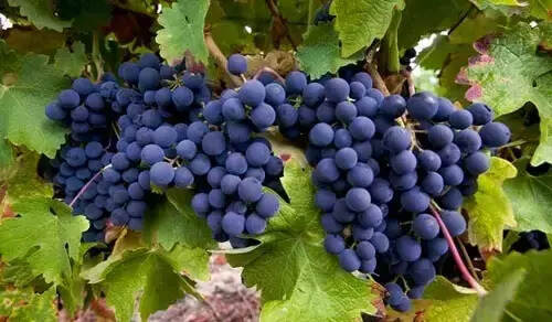 法国酿酒葡萄的地位排名