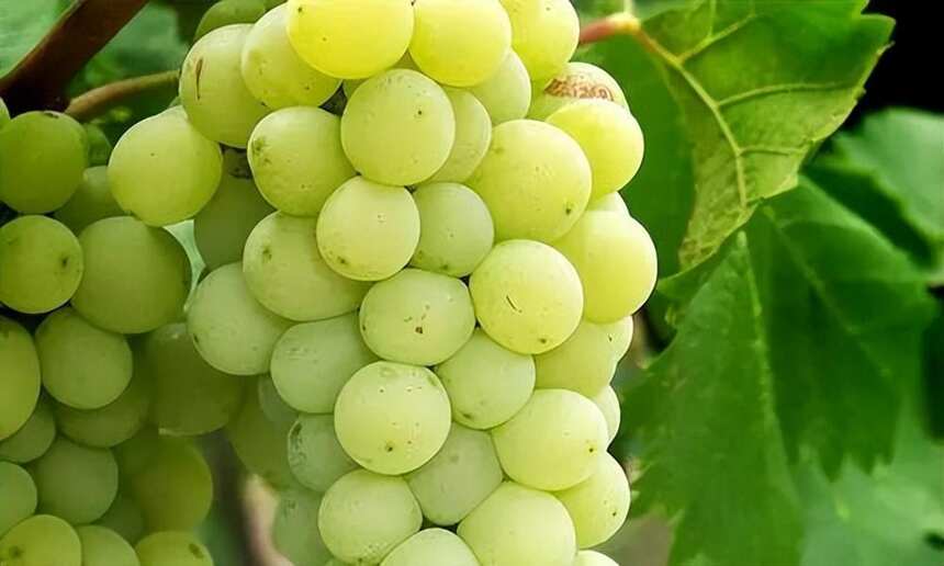 这些中国常见酿酒葡萄品种，你都知道吗？