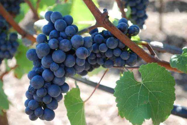 一句话概括 24 大常见葡萄品种的特点
