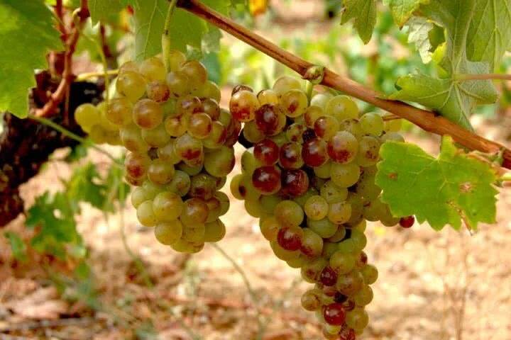 【WSET 4 级资料】7 个角度深入解析法国南部的天然甜葡萄酒