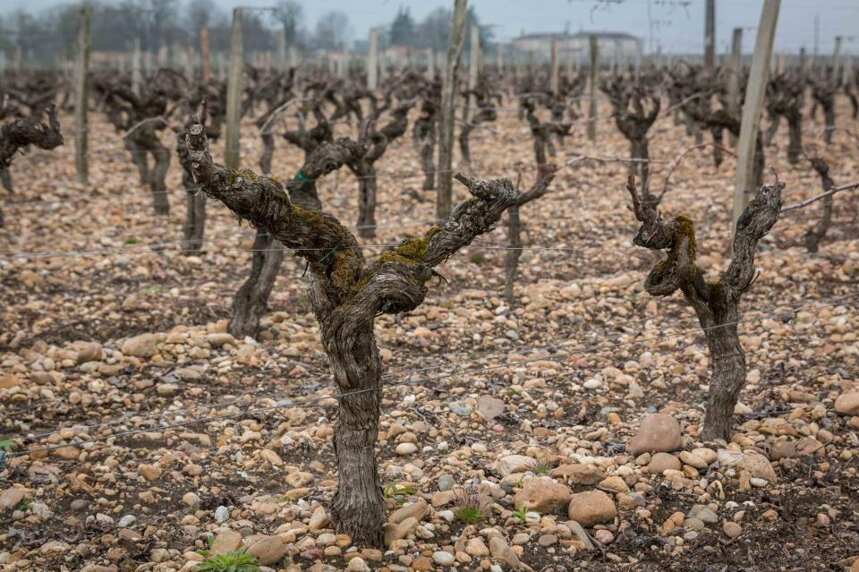 专业：土壤是怎样影响葡萄酒风味的？
