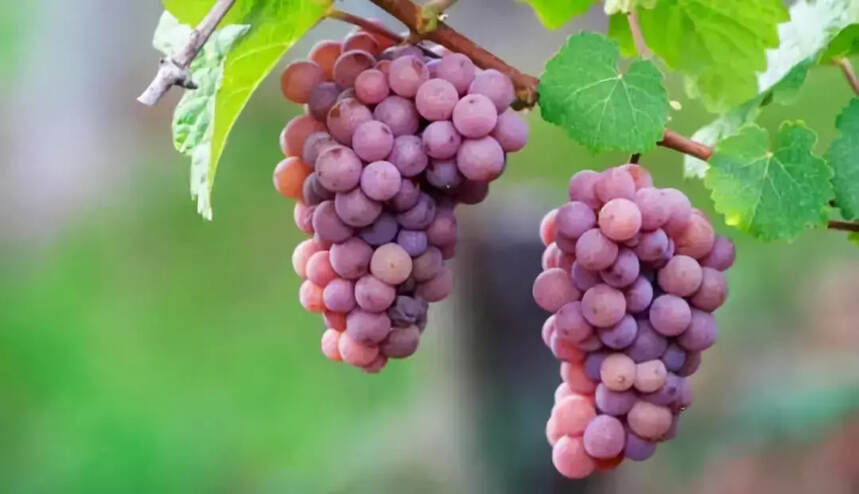 荔枝过季前，赶快来认识一下这个荔枝味的葡萄品种