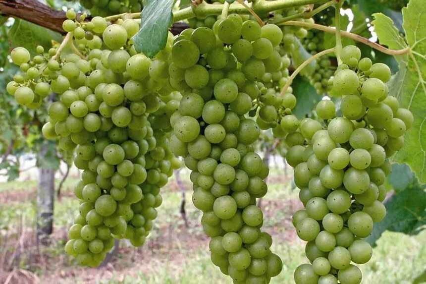 入门｜世界上最流行的 13 大白葡萄品种