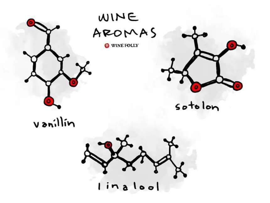 解惑丨为什么很难说得清葡萄酒中的香气呢？