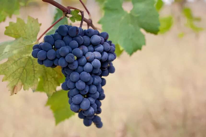 为什么世界上最贵的葡萄酒是勃艮第黑皮诺？