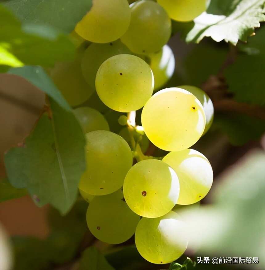 弗朗齐亚柯达葡萄酒,科普最常见的100种葡萄酒佳酿之弗朗齐亚柯达
