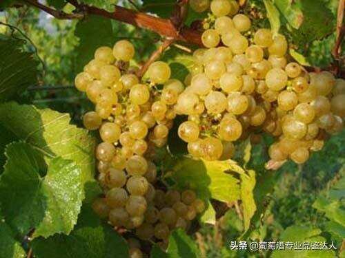 白葡萄酒更适合中国大众人群？你知道多少？白葡萄酒有哪些颜色？