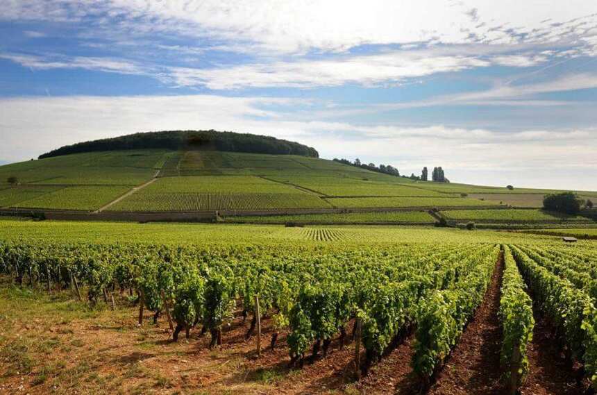 法国顶级葡萄园地价持续上涨