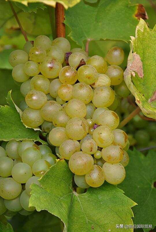 富尔民特葡萄酒，科普最常见的100种葡萄酒佳酿之弗留利葡萄酒