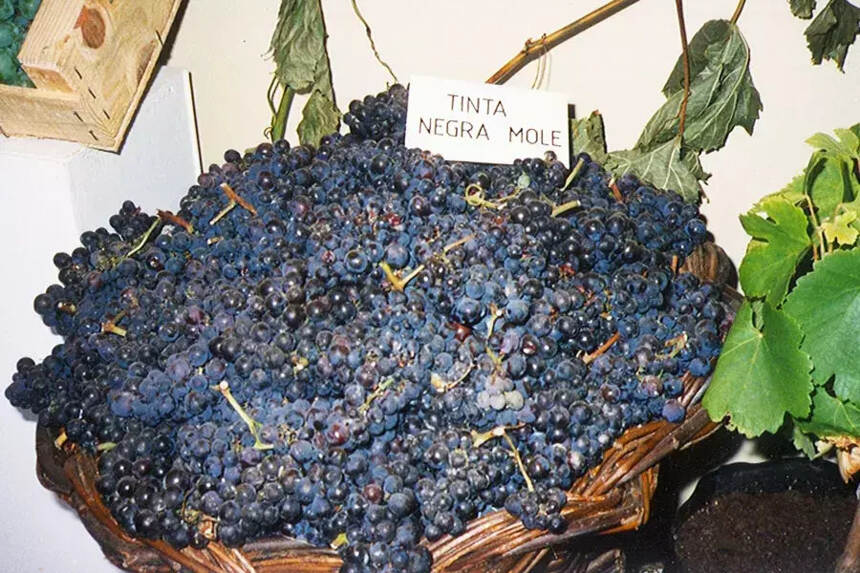 史上最全马德拉加强葡萄酒指南