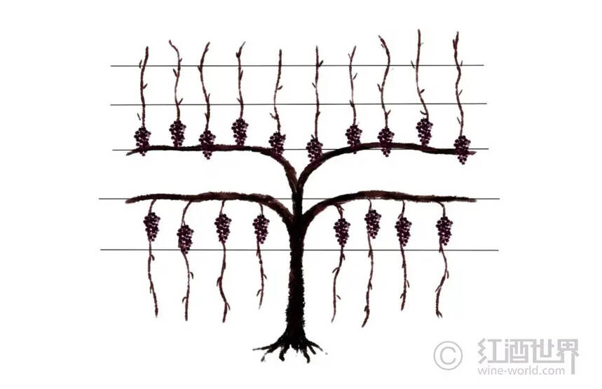 葡萄树：美丽的“造型”背后大有学问