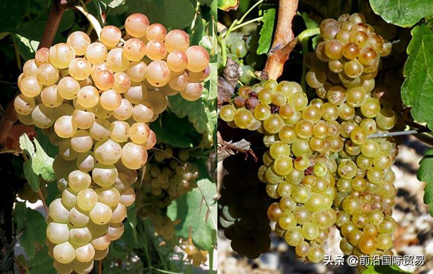 阿瑞图葡萄酒-科普世界上最常见的100种葡萄酒佳酿之阿瑞图