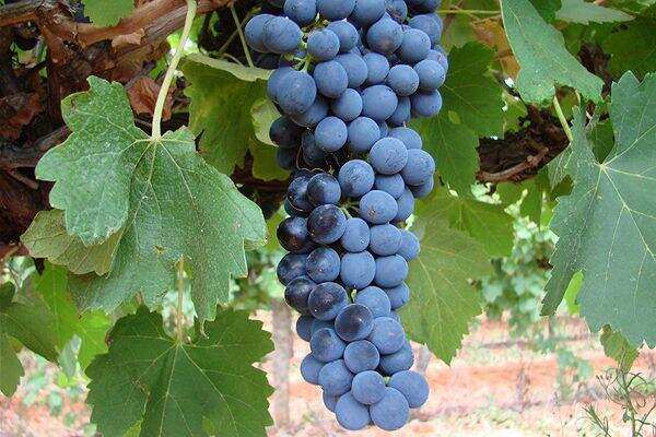 西拉：成就澳大利亚葡萄酒大国的葡萄品种