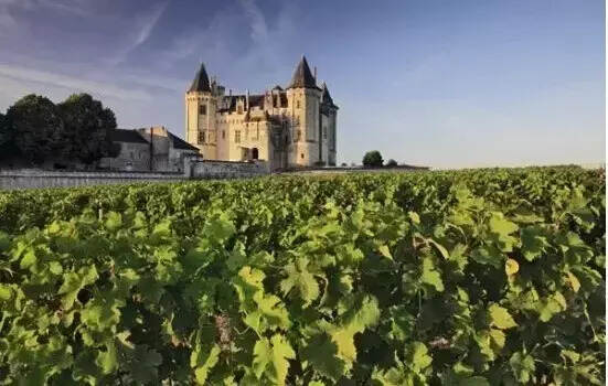 朱卫东：法国葡萄酒法律的前世与今生
