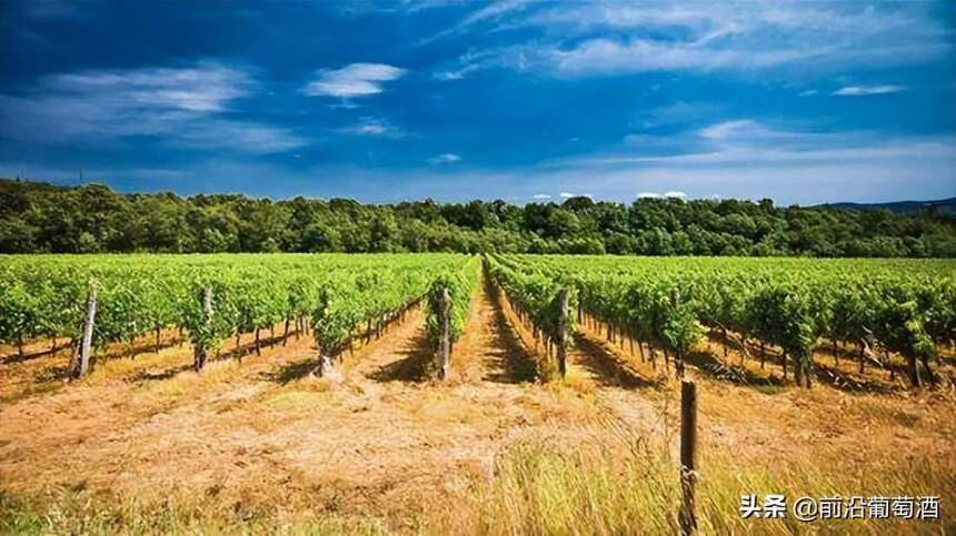 朗格多克-鲁西永大区尼姆丘和朗格多克丘产区葡萄酒简介