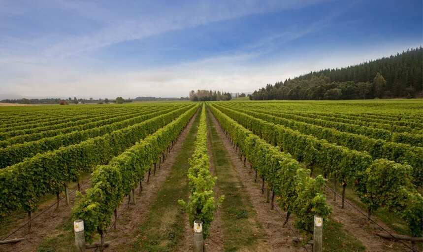 新西兰葡萄酒历史