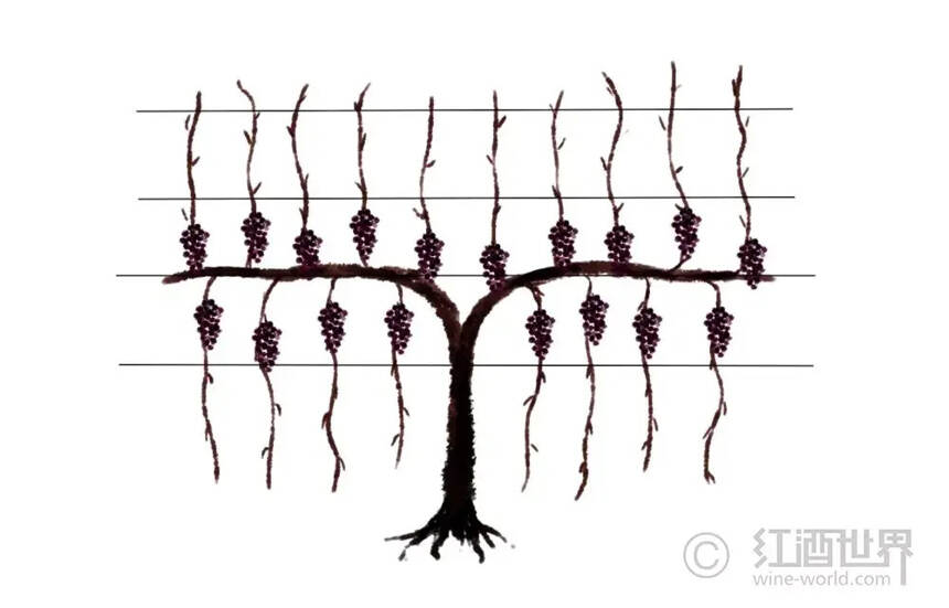 葡萄树：美丽的“造型”背后大有学问