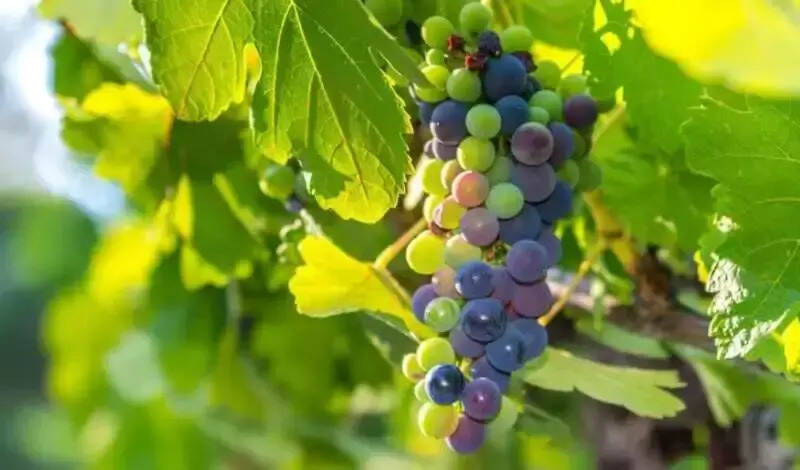 如何判断葡萄是否已经成熟？