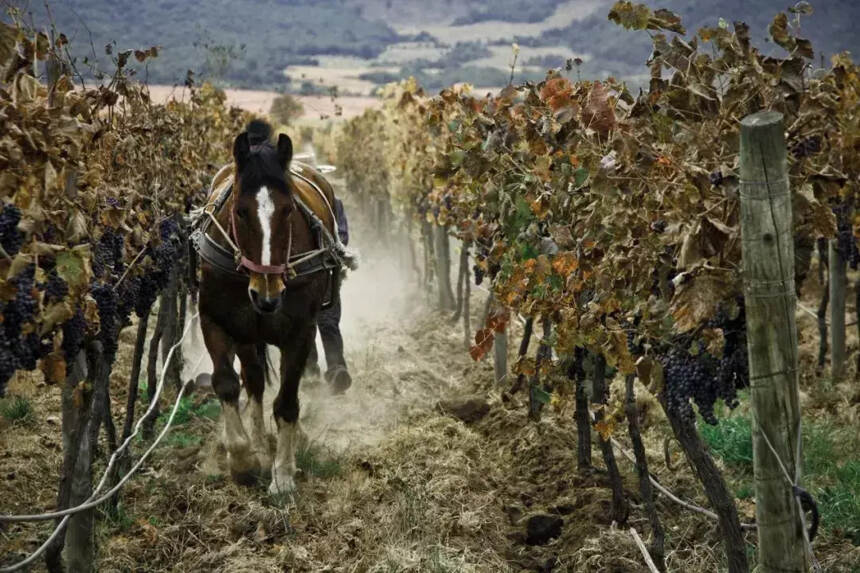 智利葡萄酒中高端市场寻求突破