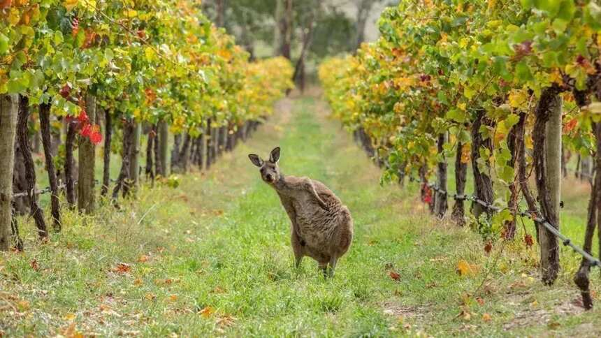解惑丨如何挑选澳洲葡萄酒？