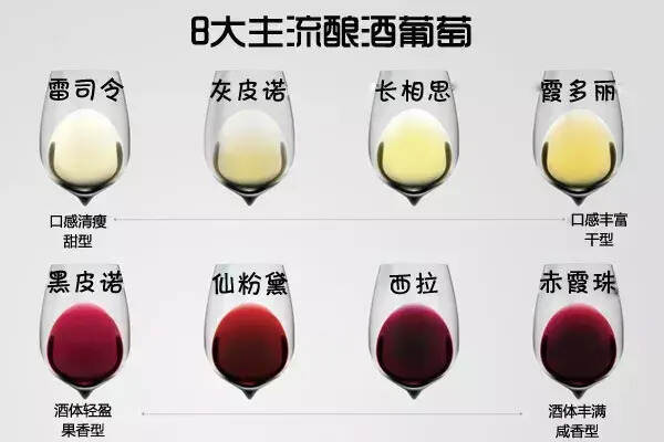 全球最受欢迎的 8 大主流酿酒葡萄，你了解多少？