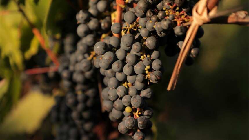 小白与行家都会爱上的阿根廷葡萄品种