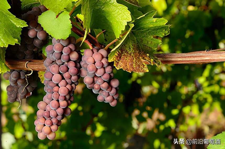 灰皮诺葡萄酒，科普最常见的100种葡萄酒佳酿之一灰皮诺葡萄酒