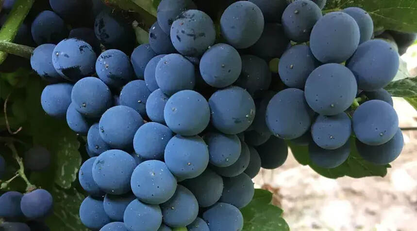 我们吃的葡萄和酿酒葡萄有何区别？
