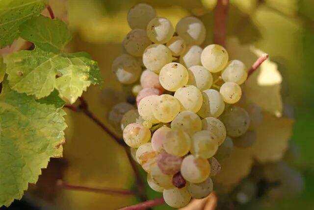 实用丨解锁5种常见的白葡萄品种