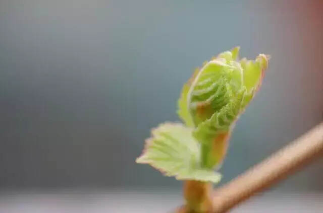 朱卫东：成长，是件快乐的事情--葡萄树生长周期