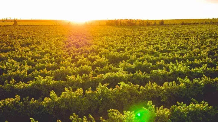 谁在改变全球有机葡萄酒产业的格局？
