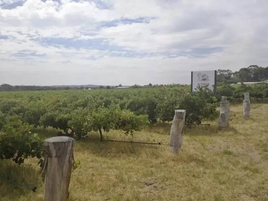 采摘季将至，南澳州多产区葡萄或减产，价格上涨成定局