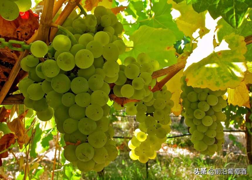 西万尼葡萄酒，科普最常见的100种葡萄酒佳酿之一西万尼葡萄酒