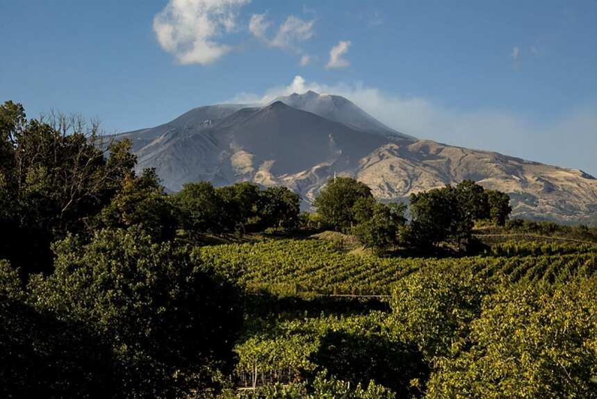 酿造埃特纳火山酒的西西里原生品种