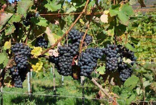 意大利六大本土红葡萄品种，你认识几个？