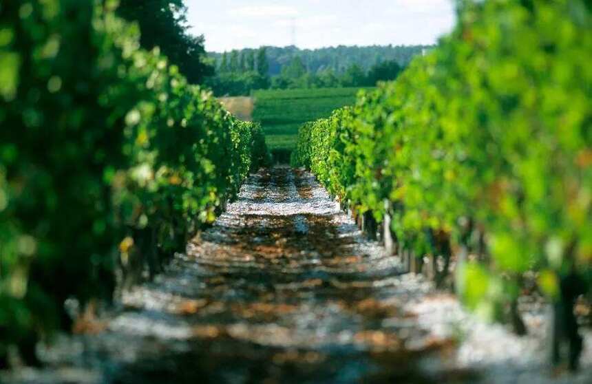 法国葡萄酒交易数据大调查：总交易额同比减少31.1%