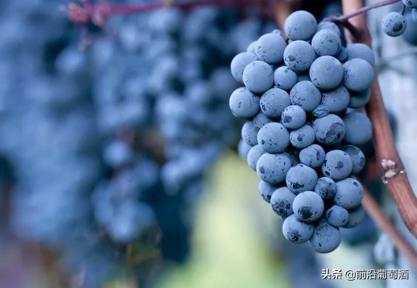 黑皮诺葡萄酒，科普最常见的100种葡萄酒佳酿之一黑皮诺葡萄酒
