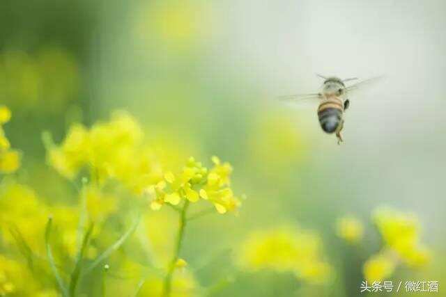 葡萄园里不采葡萄蜜的蜜蜂，养你有何用？