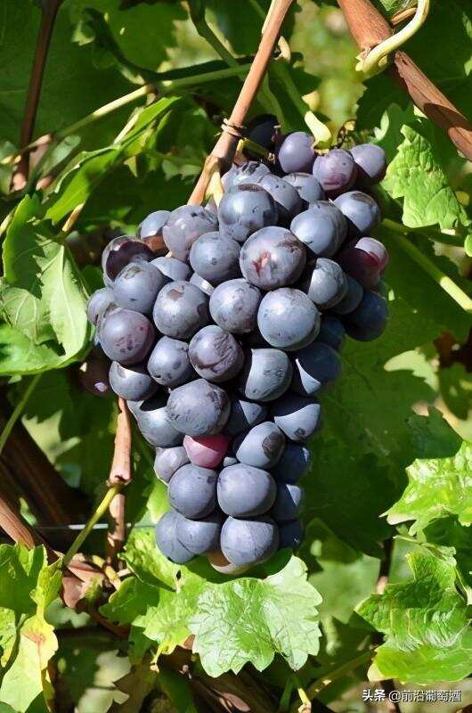 司棋亚娃葡萄酒,科普最常见的100种葡萄酒佳酿之一司棋亚娃葡萄酒