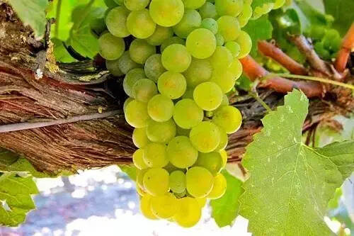 天生骄傲的“贵族葡萄品种”你知道几个？