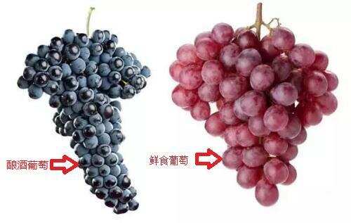 什么葡萄都可以用来酿酒？自酿酒——鲜食葡萄与酿酒葡萄的区别！
