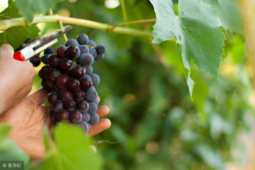 葡萄酒界的扛把子波尔多，那里都种些什么葡萄品种