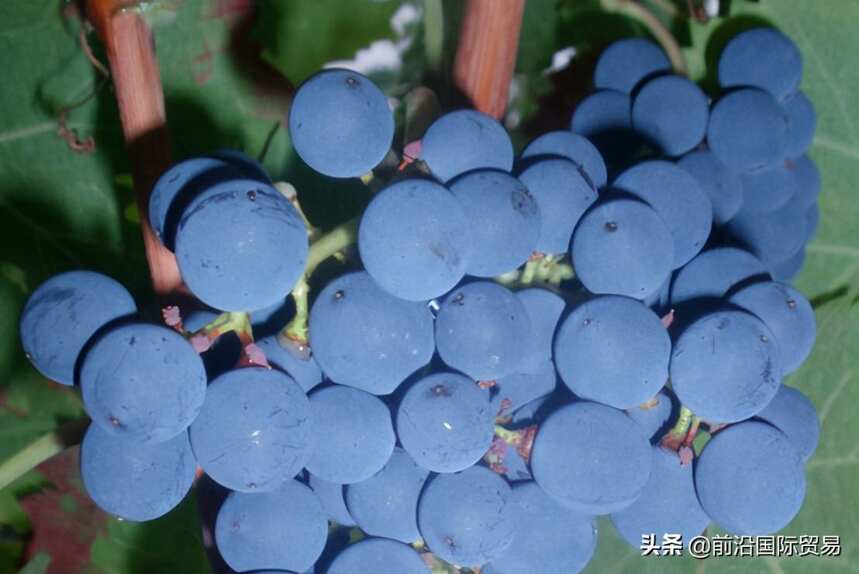 品丽珠葡萄酒，科普最常见的100种葡萄酒佳酿之品丽珠