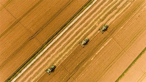 大丰收！古井贡酒年份原浆龙亢农场5万亩专用小麦开始收割